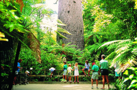 Image result for tane mahuta tree with people