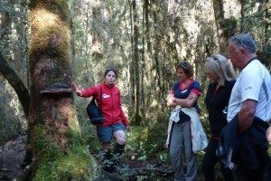 Milford-Track-with-Guide-Grace-on-Introductory-Nature-Trail-from-Glade-House-300x200