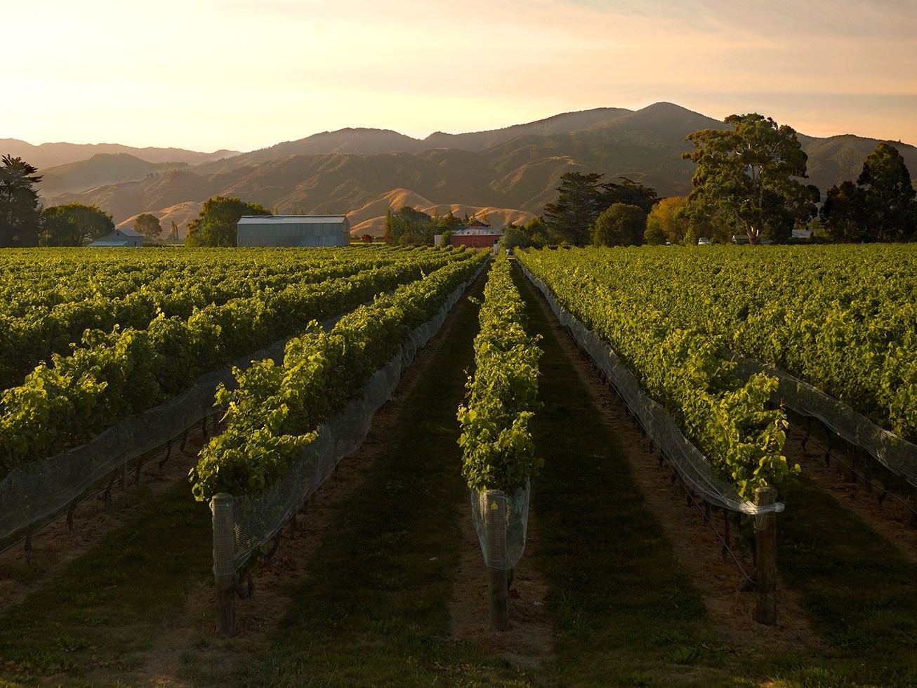 Luxury Escape, Wine Immersion, Epicurean, Wine Tour, Wine Tasting, Cloudy  Bay Winery, Luxury Accommodation, Marlborough