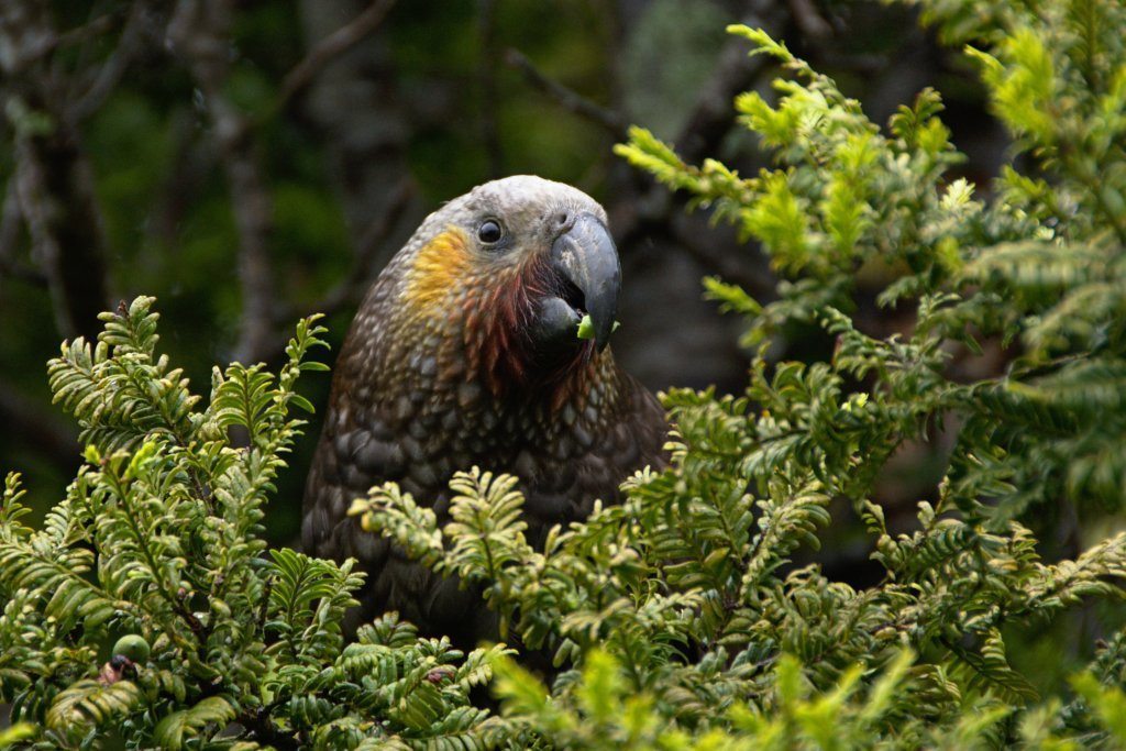 Kea parrot eating vegetation