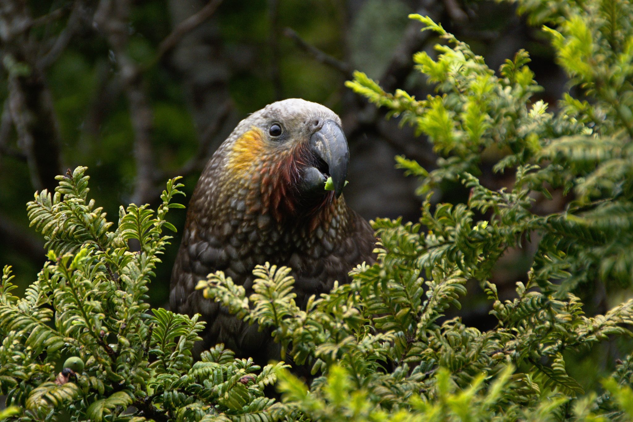 Kea parrot eating vegetation