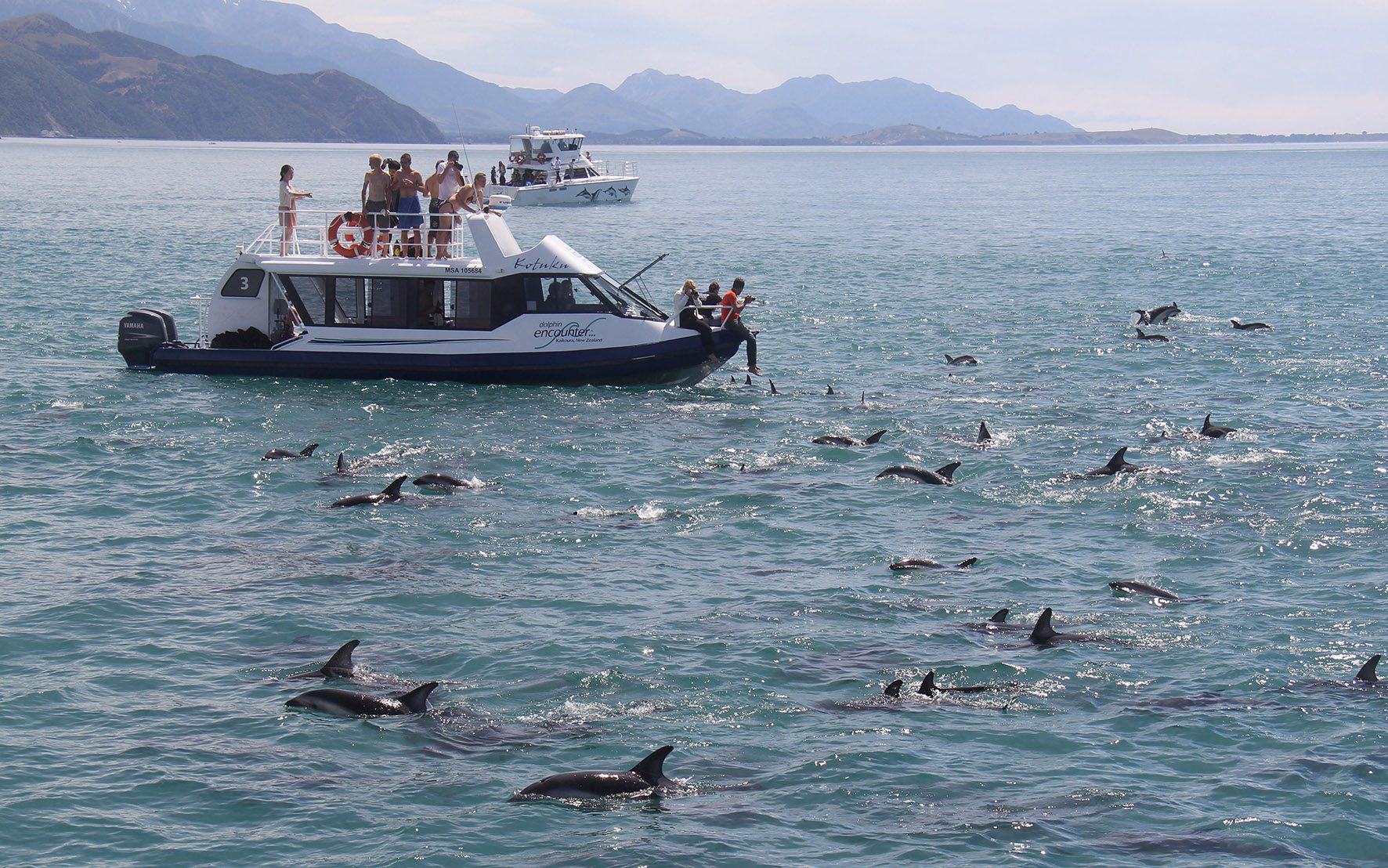 people swimming with dolphins