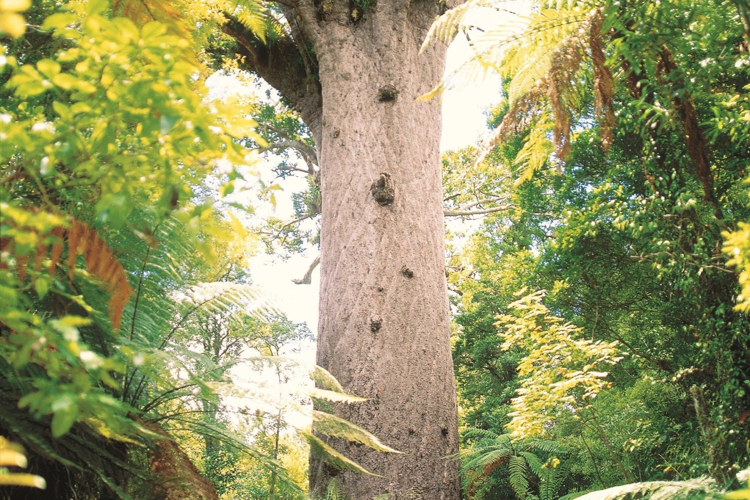 Tane Mahuta Kauri Tree