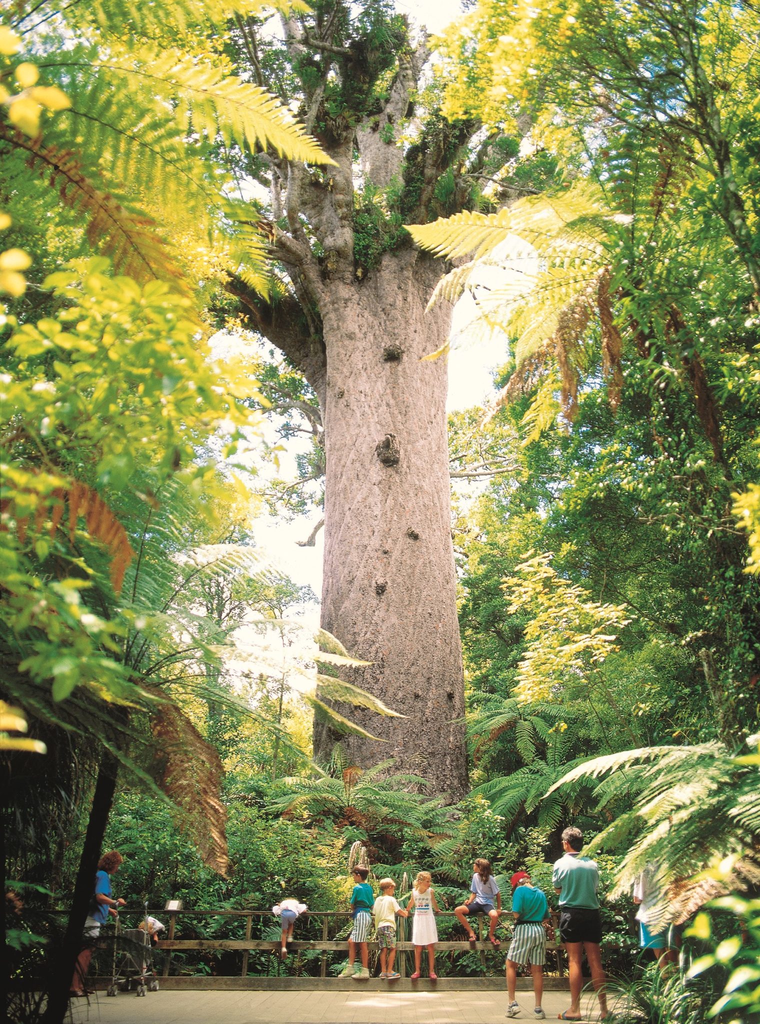 Tane Mahuta Kauri Tree