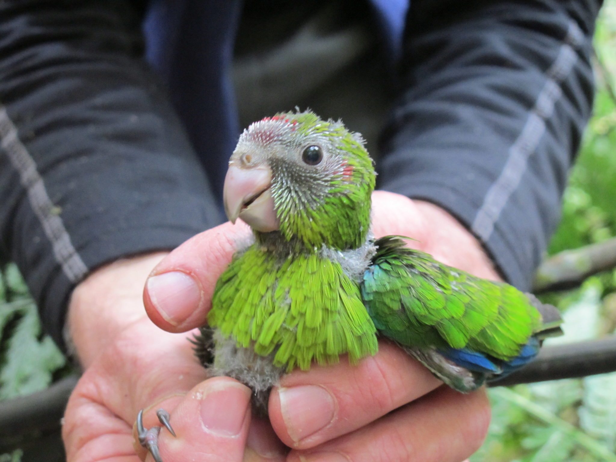 02Zealandia promotion only - conservation - k-++k-++riki chick banded at Zealandia --« Zealandia