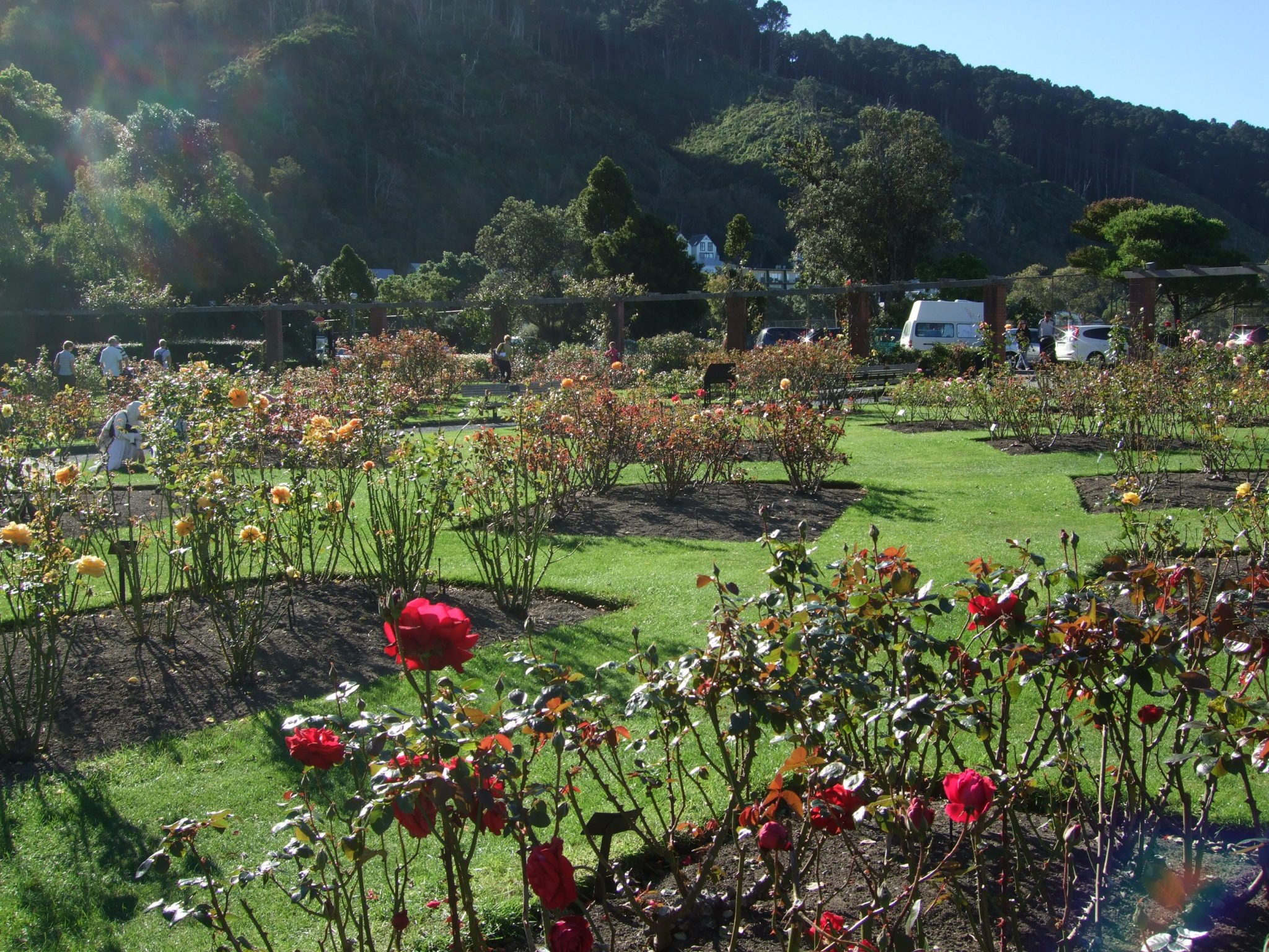 Rose garden In the Botanic Gardens