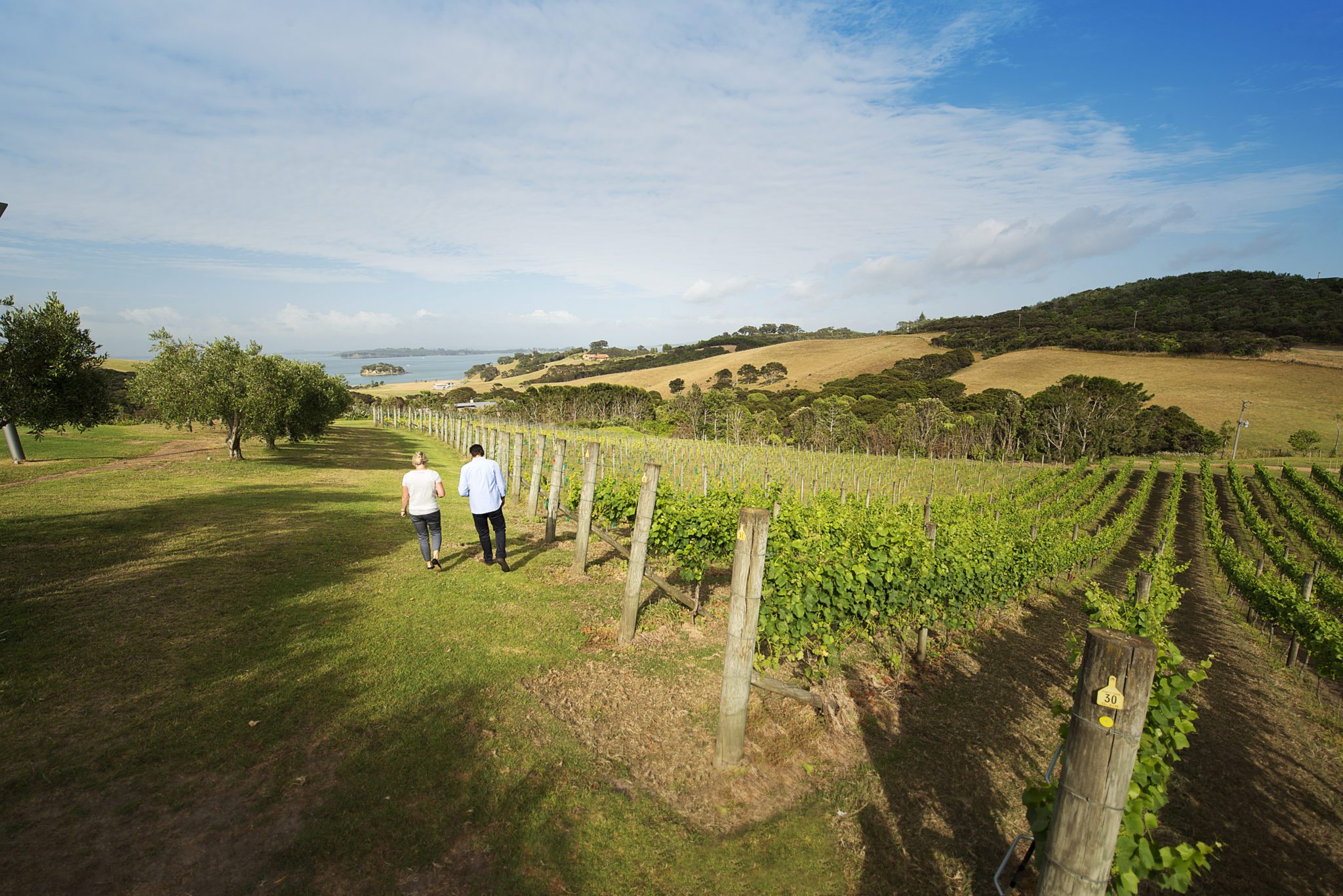 APS0623-Waiheke-Island-Auckland-Julian-Apse