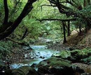 WLG Otari-Wiltons bush stream