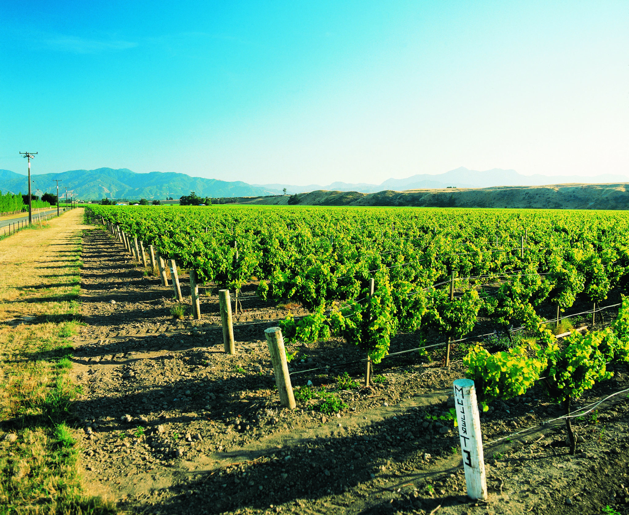 Vineyards Marlborough