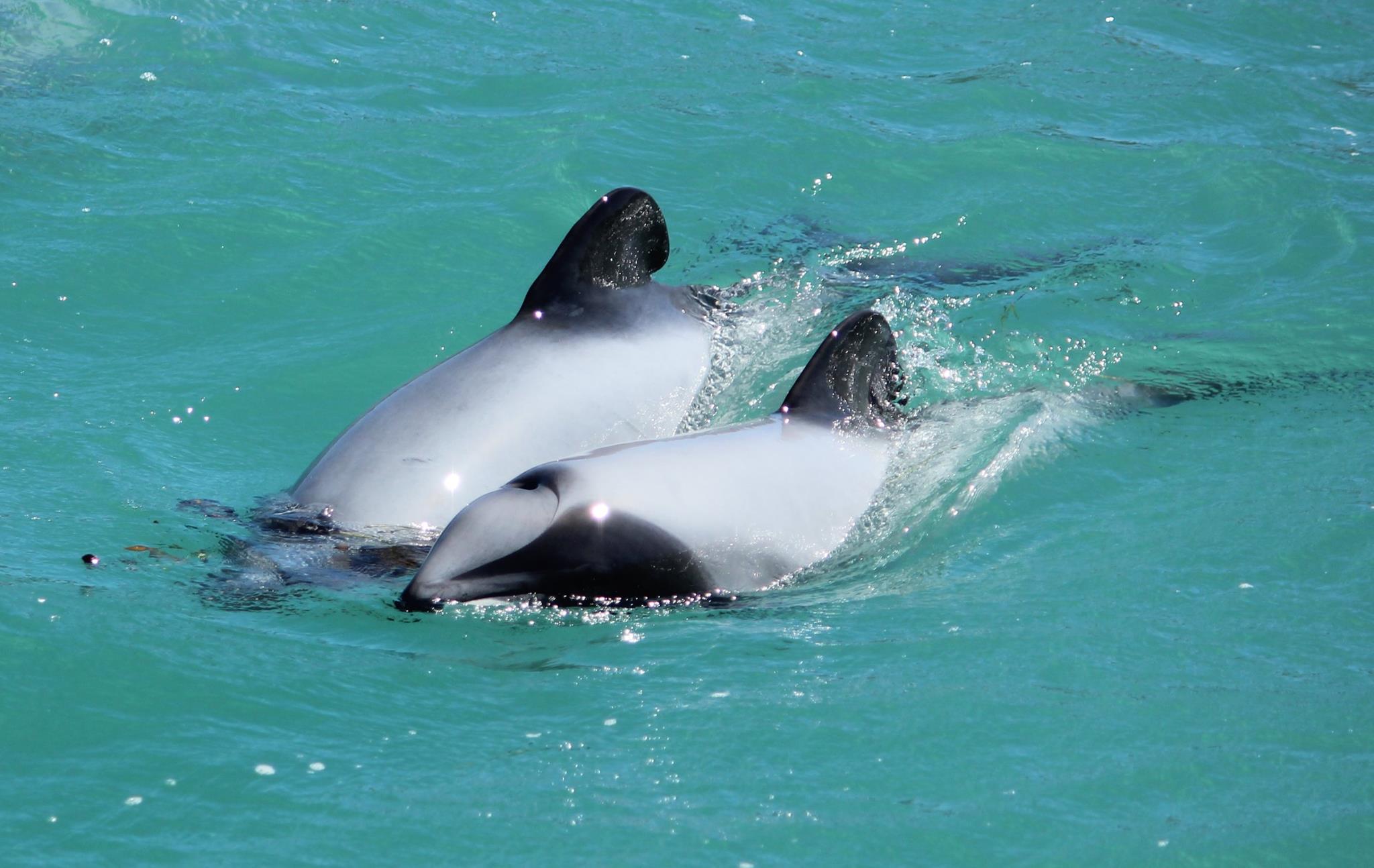 mother-calf-akaroa-dolphins