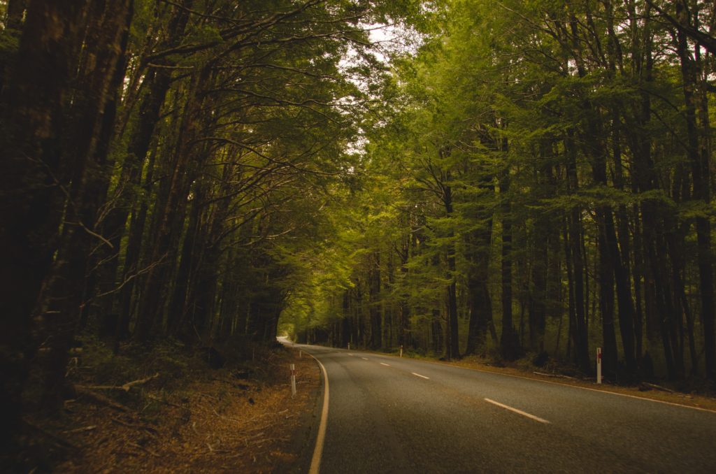 Atmospheric forested road on the way to the Milford Sound