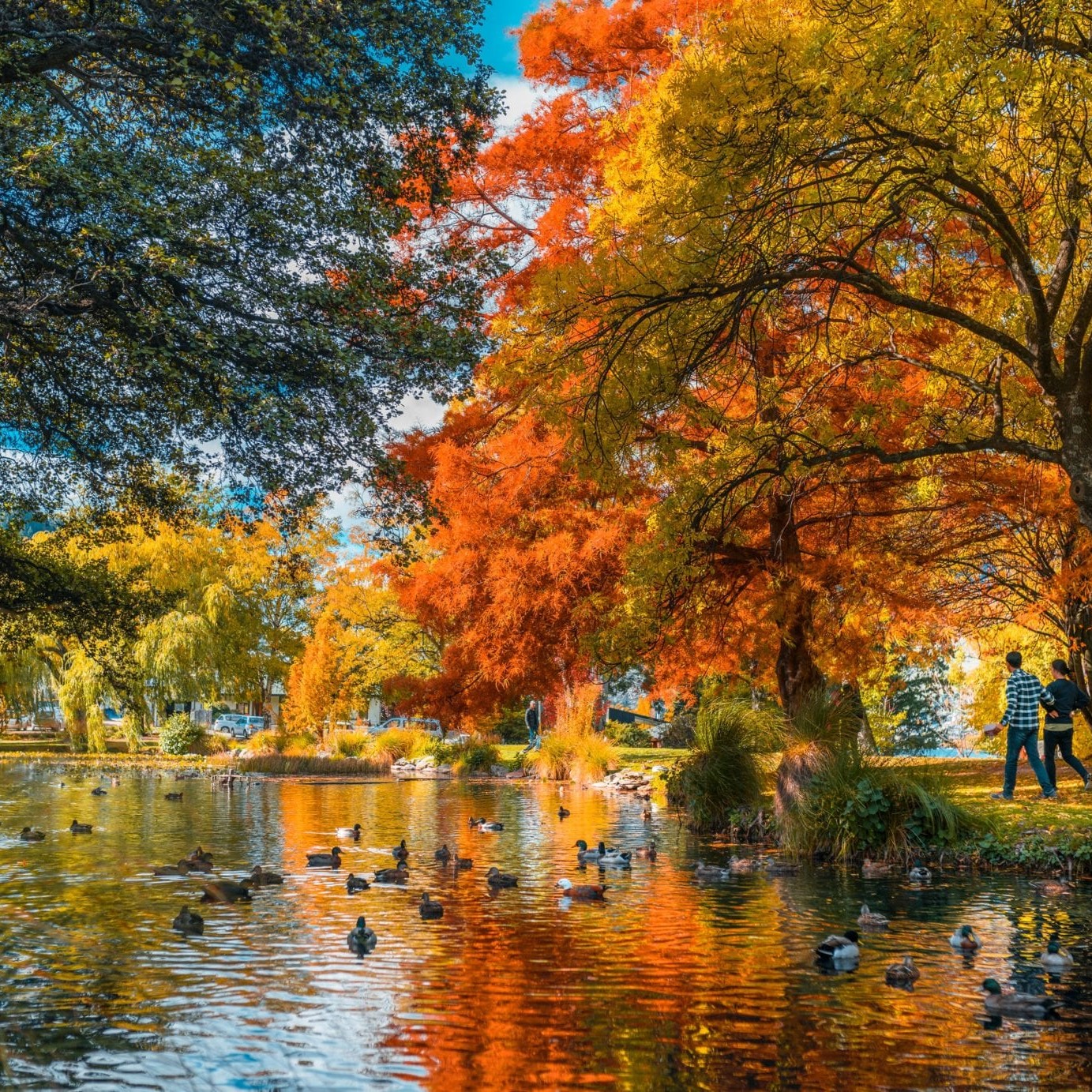 An Autumn day in Queenstown with the light reflecting off the water