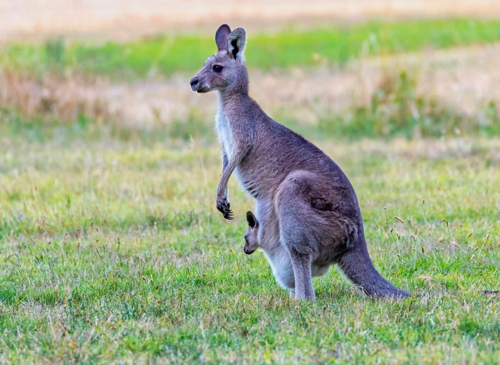 Kangaroo with Joey