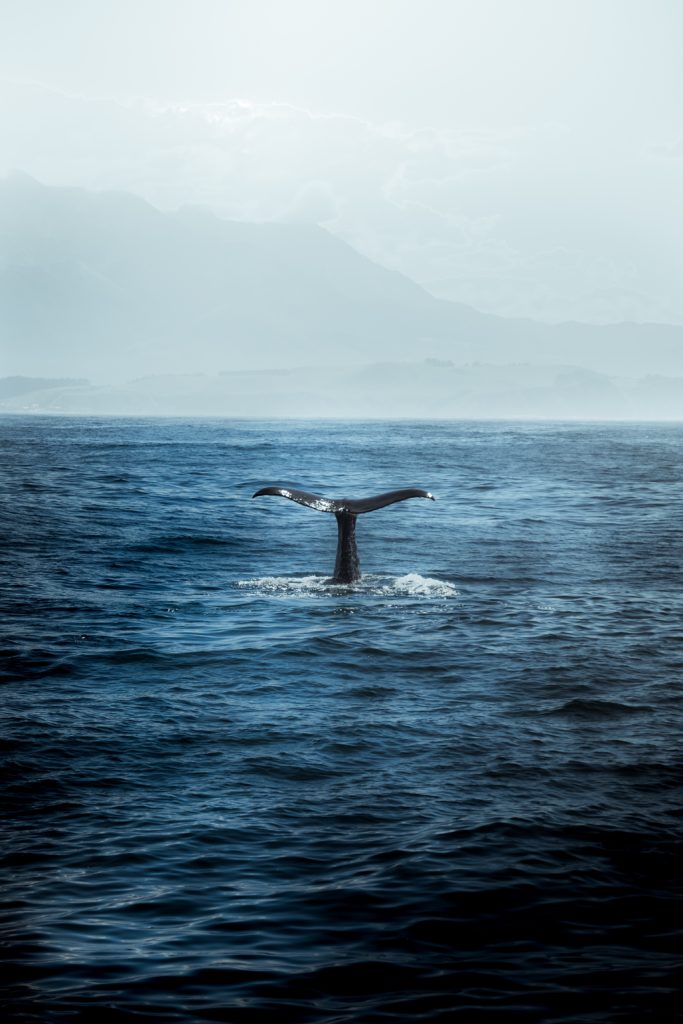 new zealand whale watching