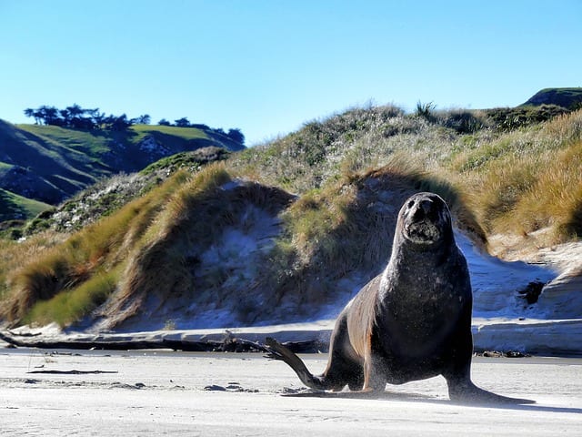 Sea Lion Dunedin