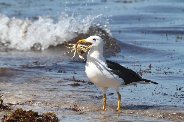 albatross