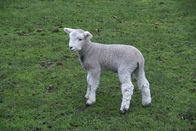 lamb rotorua