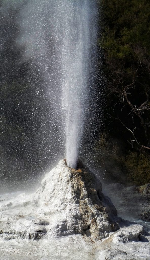 geyser rotorua