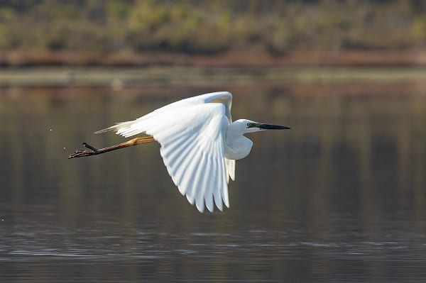 White Heron in Flight New Zealand - Silver Fern Holidays