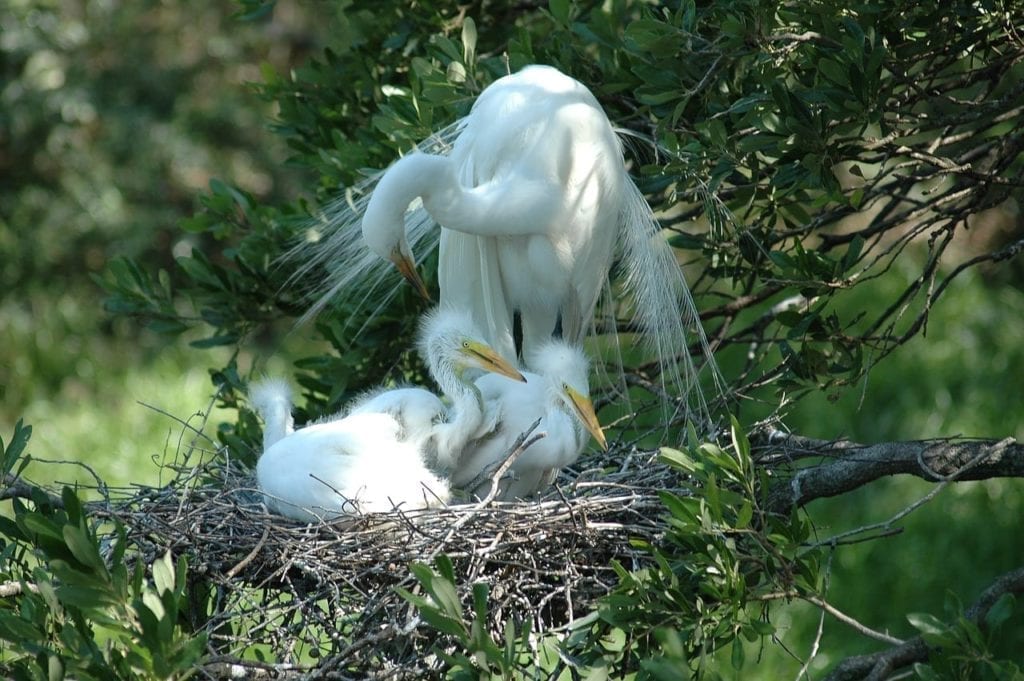 White Heron Sanctuary Tours Okarito - Silver Fern Holidays