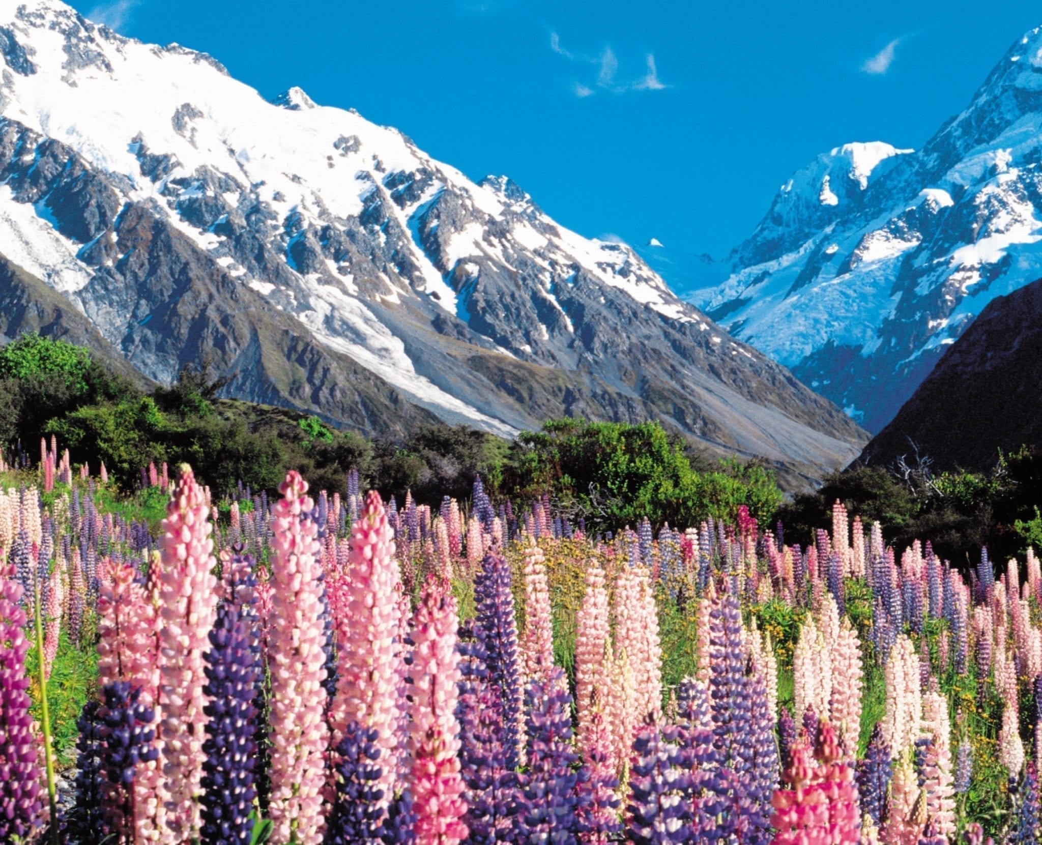 Mount Cook Lupins - New Zealand - Silver Fern Holidays