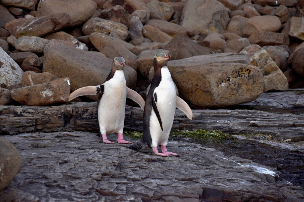 Yellow-eyes penguins in Curio Bay - The Catlins - Silver Fern Holidays