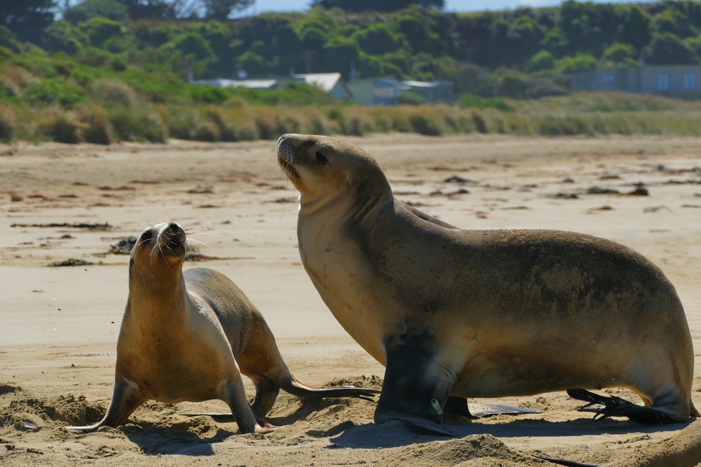 Sea lion and pup in Jacks Bay - The Catlins - Silver Fern Holidays