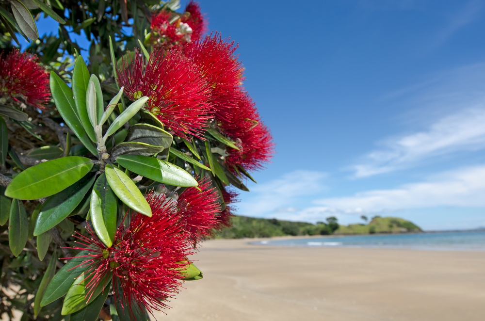 Pohutukawa in Bloom - Doubtless Bay, New Zealand - Silver Fern Holidays