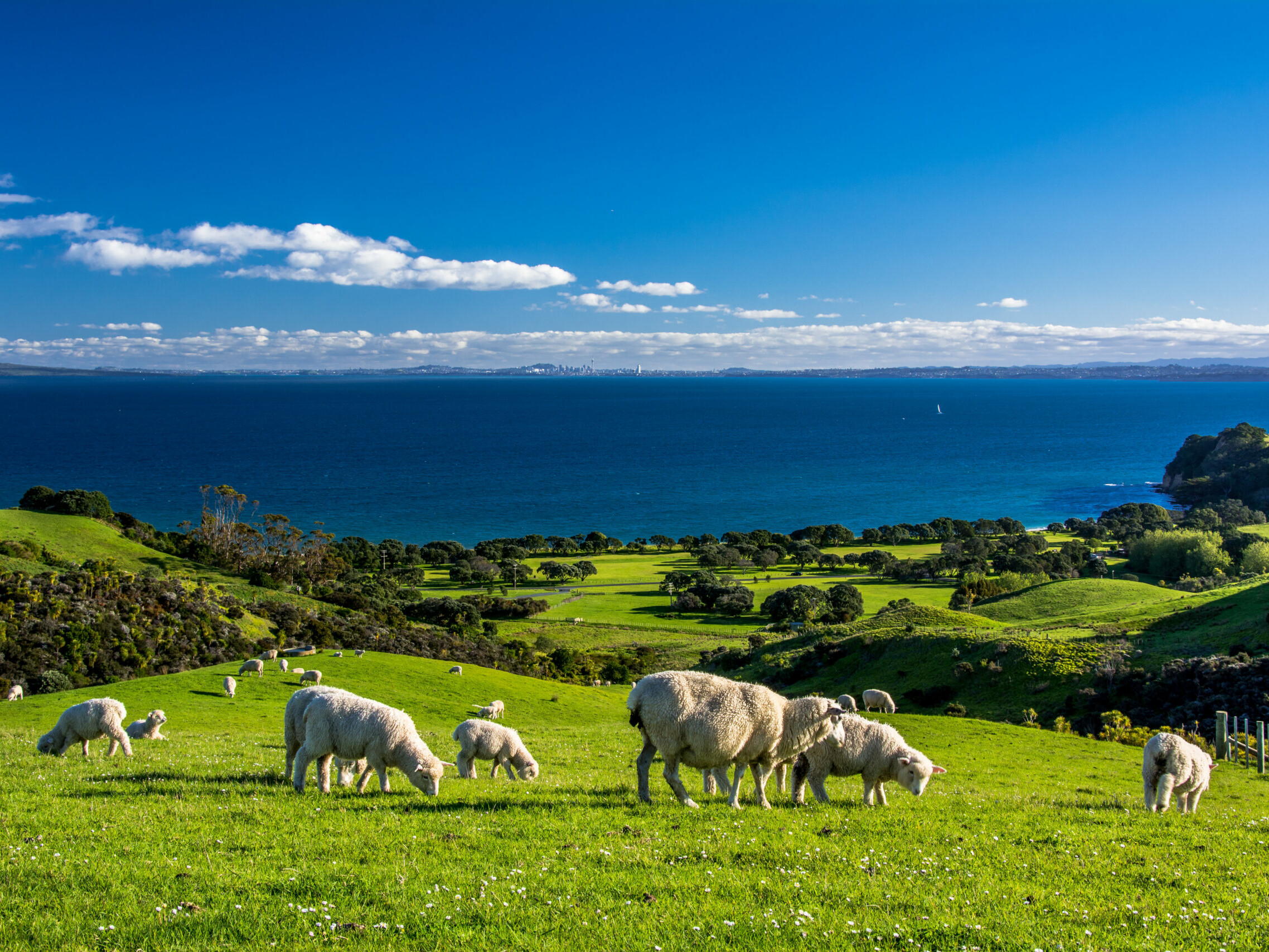 small group guided tours new zealand