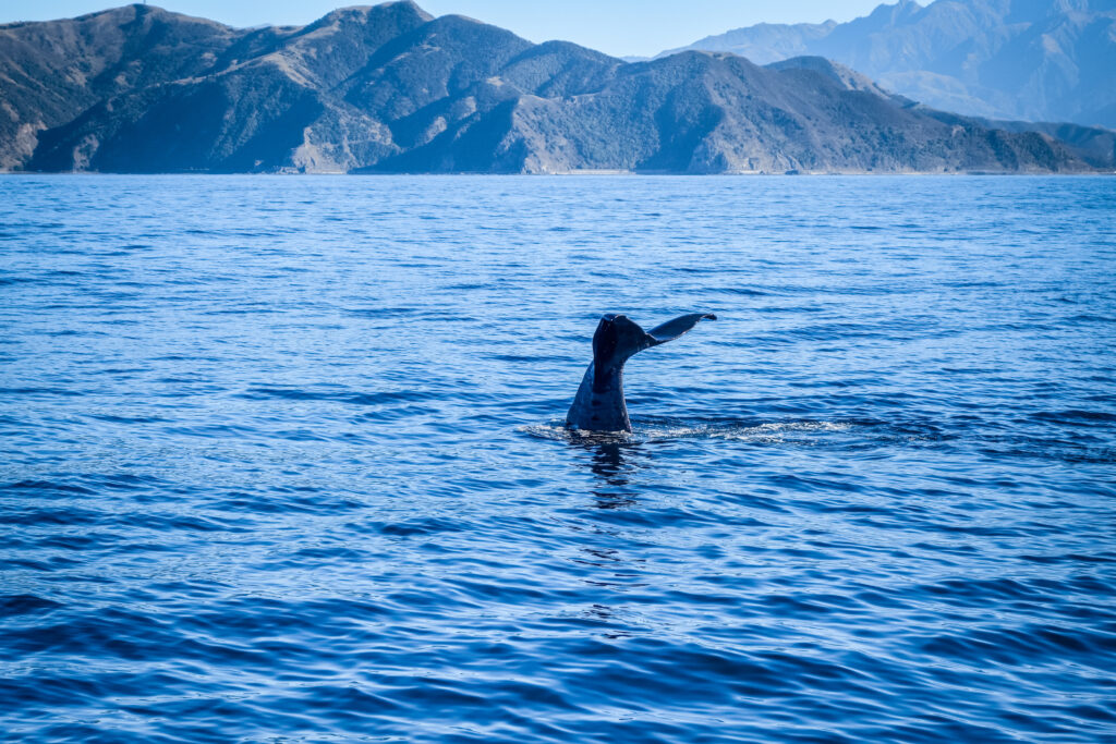 Whale in Kaikoura bay, New Zealand