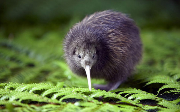 Side view of Kiwi bird with head turned toward the camera and standing on some leaves