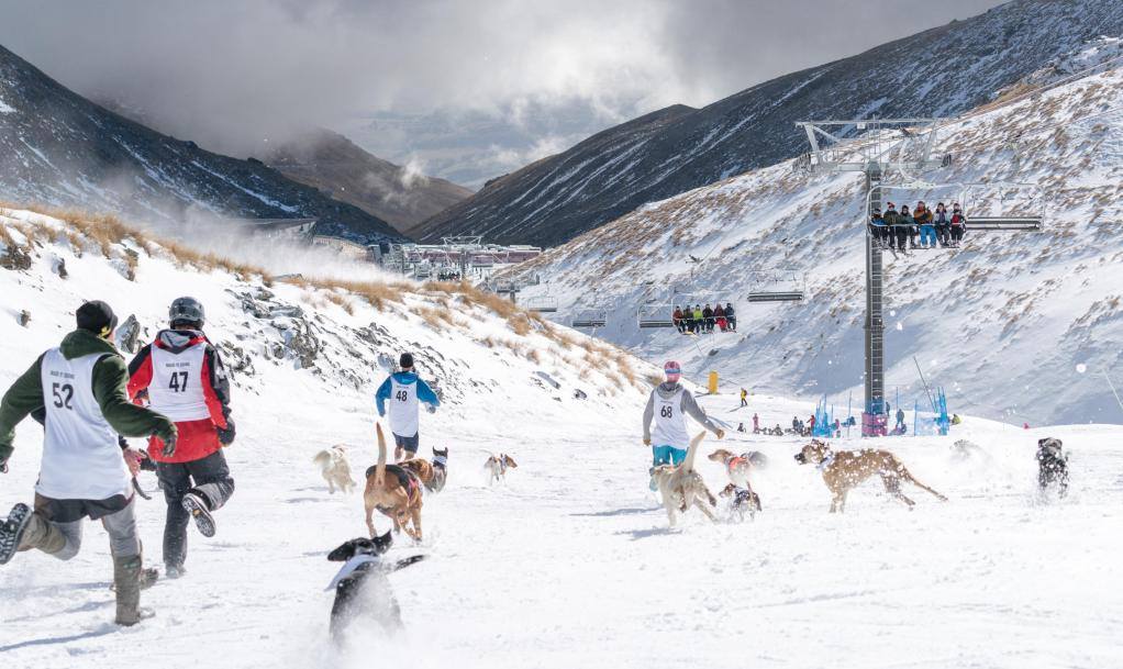 Dog racing at the Queenstown Winter Festival